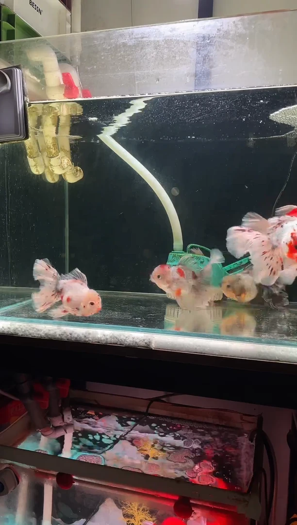 金鱼源泰F1千褶泰狮