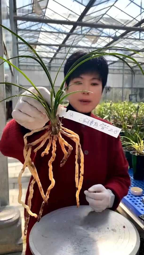 【闪购商品】俞氏素荷，陆