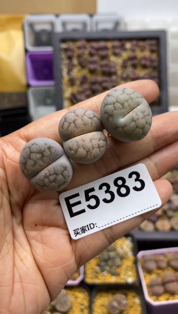 b***75383直播一物一拍