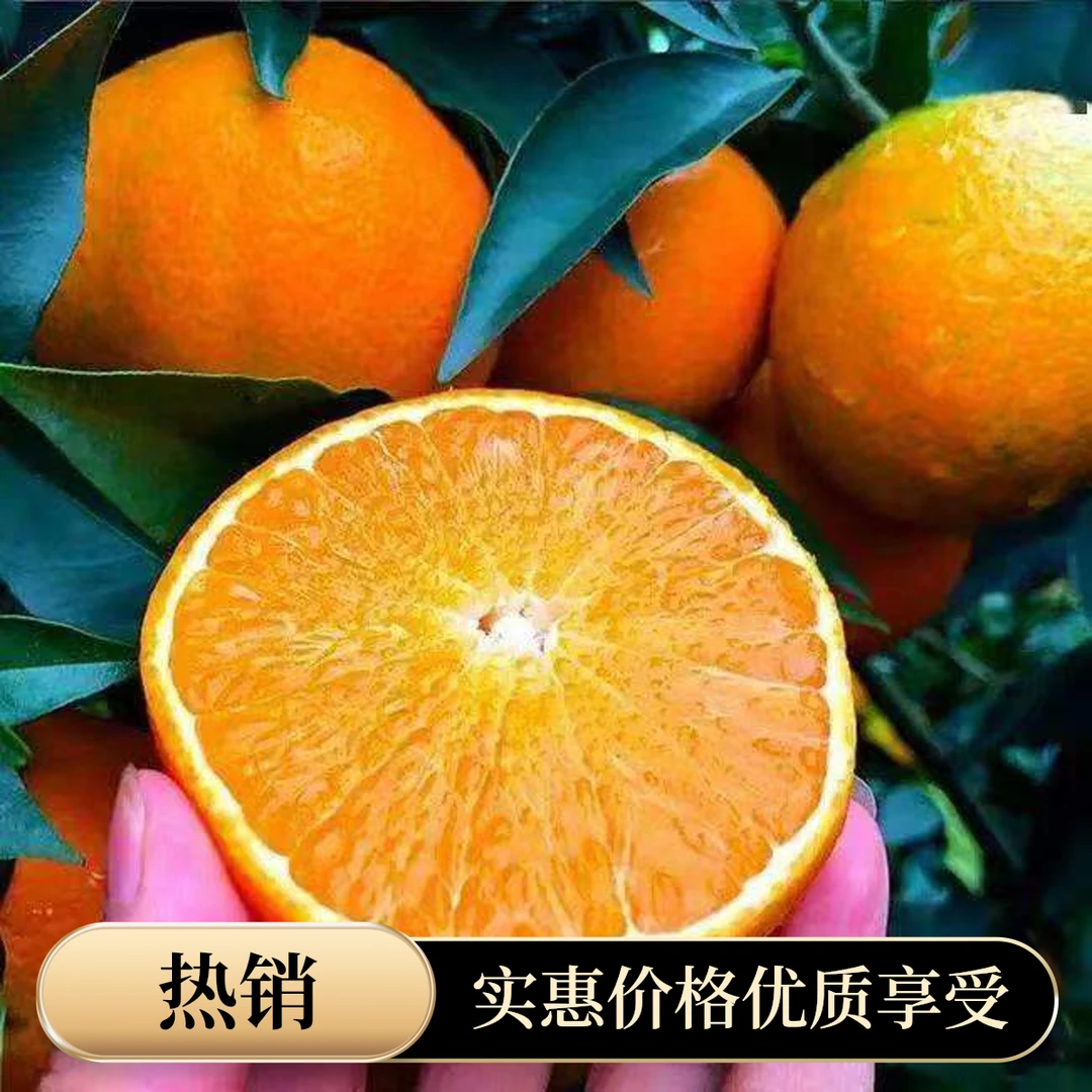 （裸根苗）沃柑苗正宗广西沃柑柑橘树苗盆栽地栽