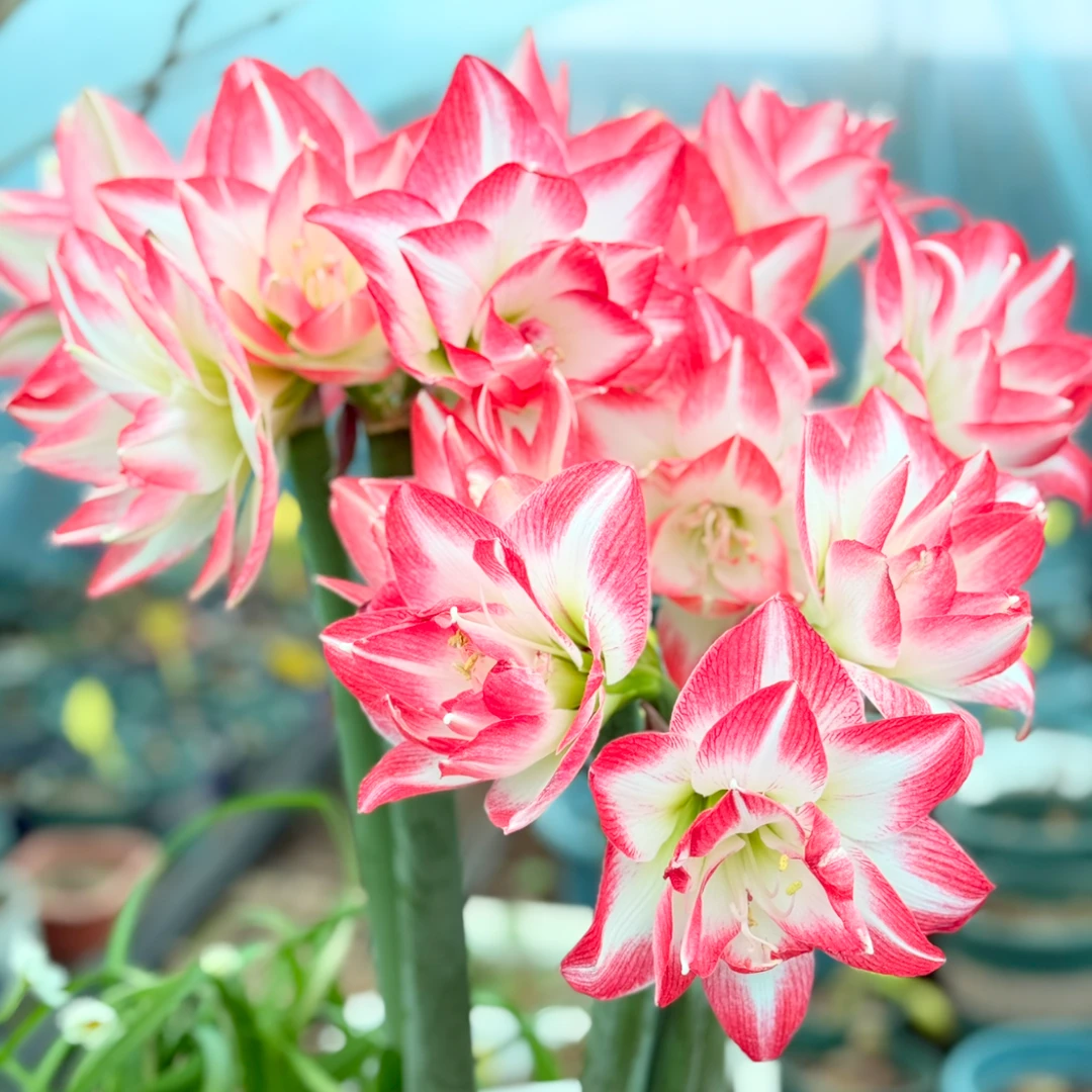 进口重瓣朱顶红【花孔雀】 艺晓花卉