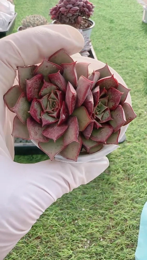 【闪购商品】梦会多肉一物一拍