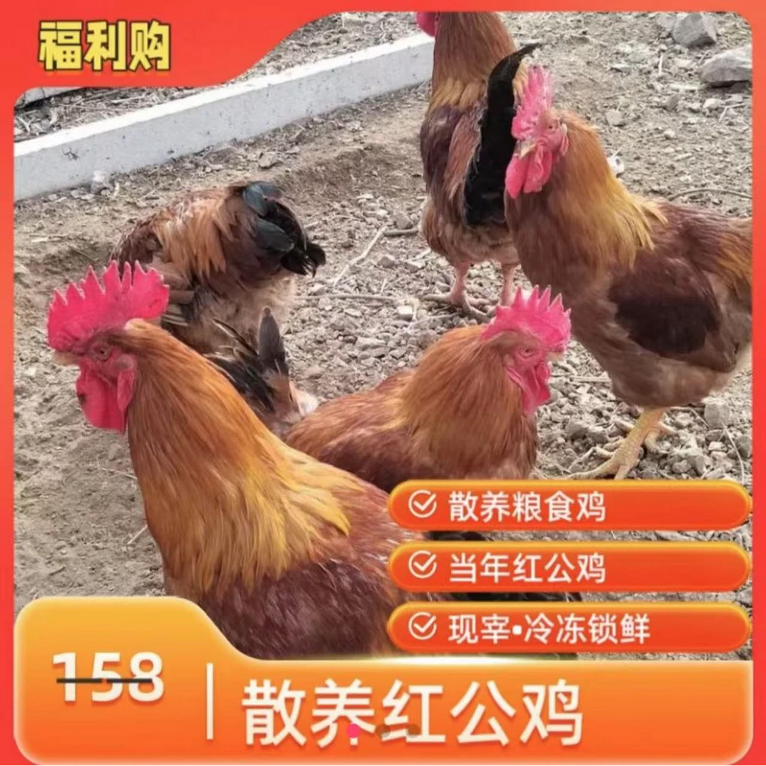 【四嫂专属】散养公鸡拍一发两只7.5斤到8斤