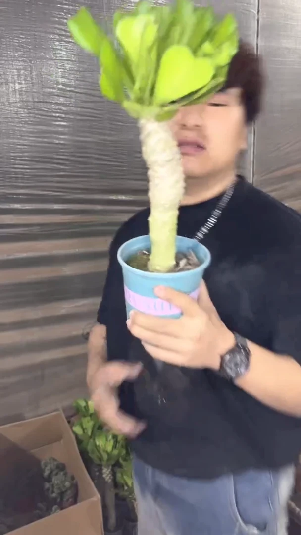 扇贝麒麟【带根】高12-20cm