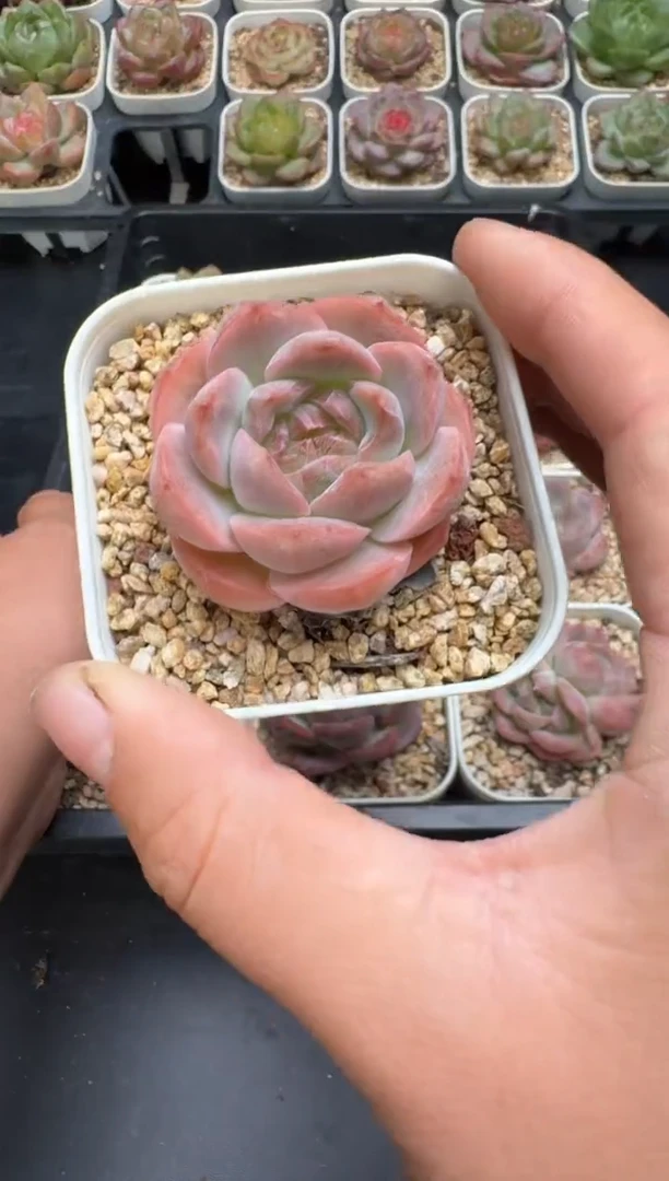 小*堡477L当天拍3颗包柚 带盆土纸巾打包 云禹花卉 珍妮多肉植物