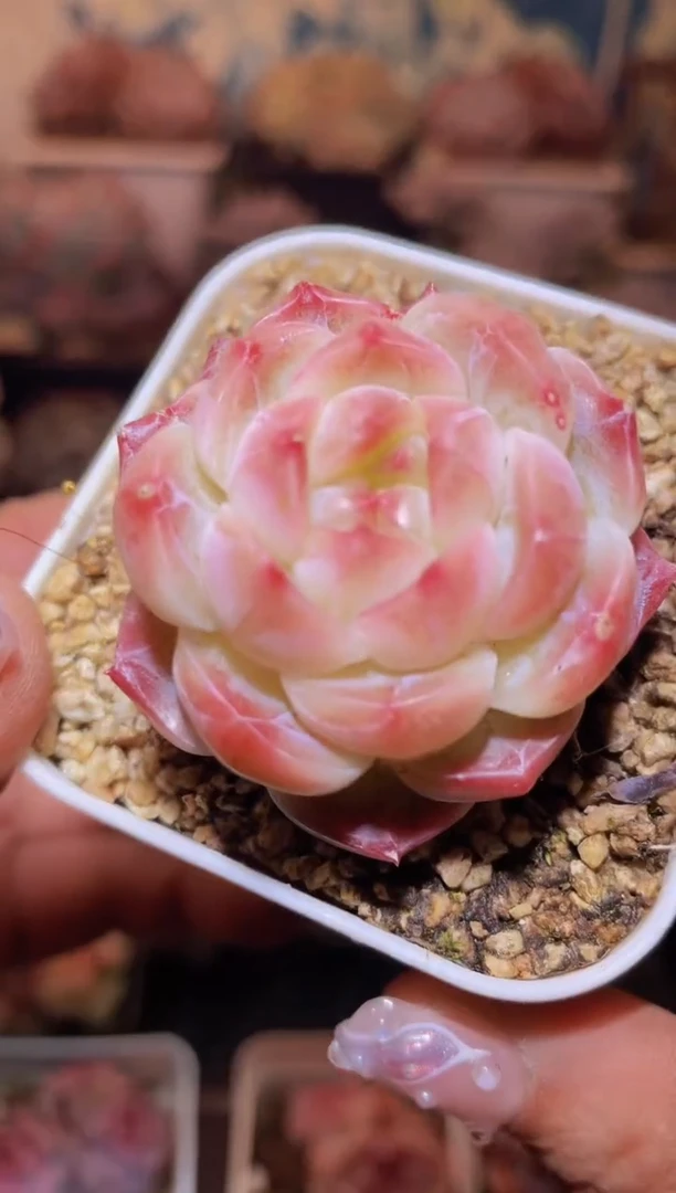 【闪购商品】066超P雾