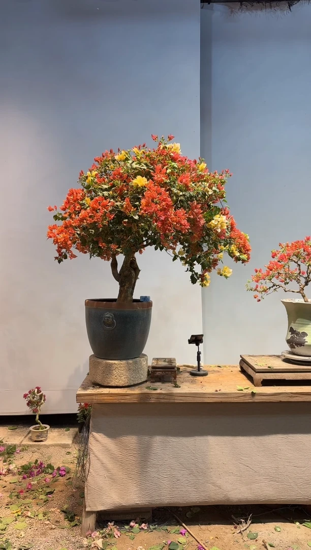 以实际为准三角梅67