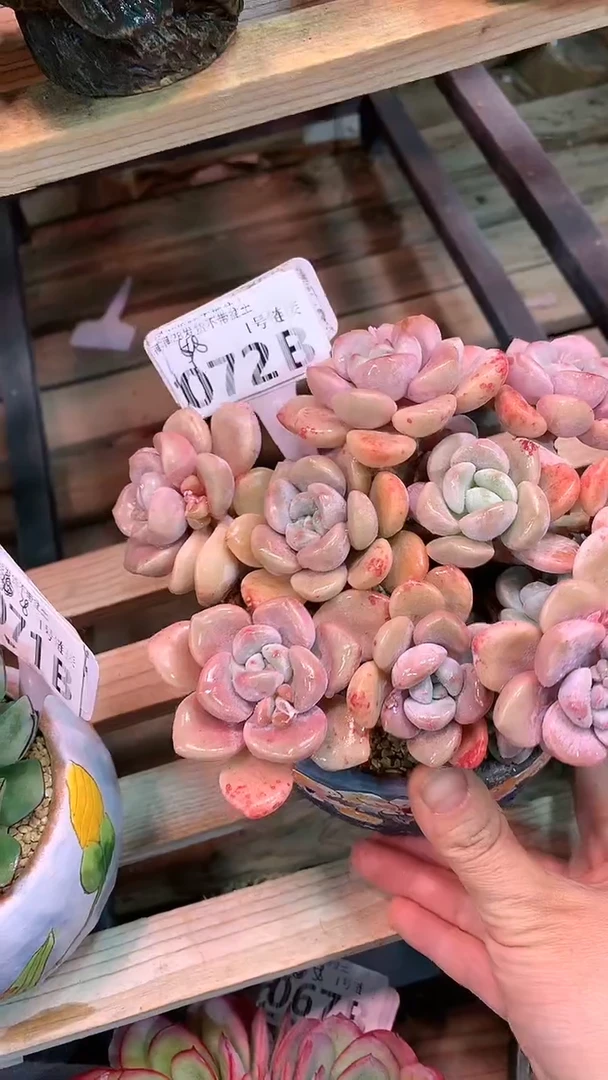 【闪购商品】072BBB