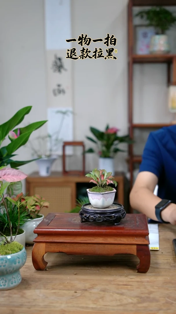 完全开放姜*223网纹草