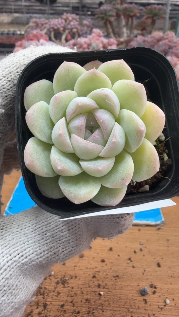 东云多肉园三店-224