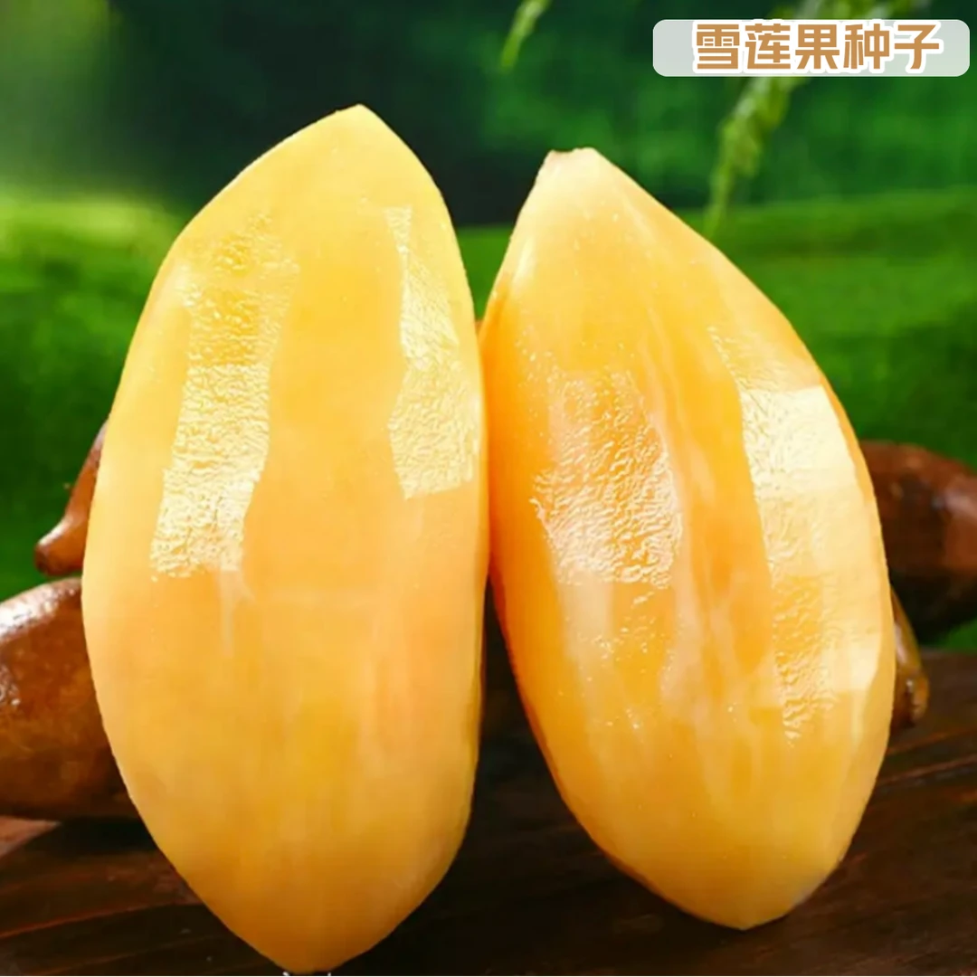 【雪莲果种子】新鲜雪莲果种子天山雪莲果种子