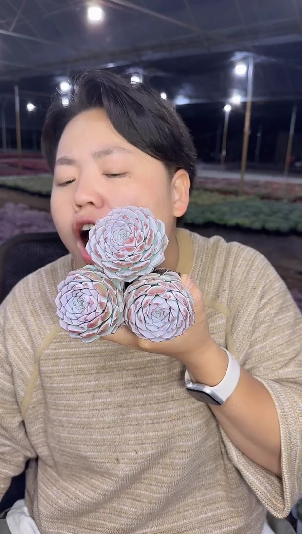 恩宠3颗   5