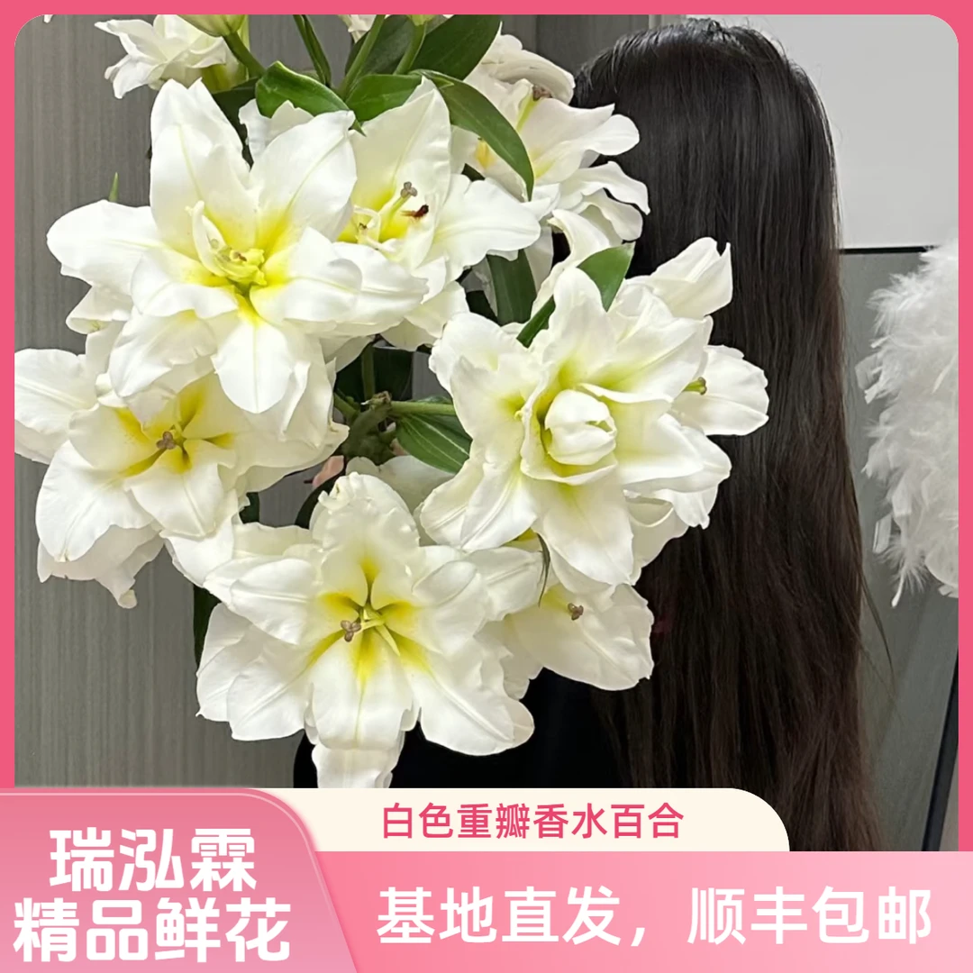 特级（暴风雪）白色重瓣百合东北鲜花原产地直发鲜花顺丰包邮