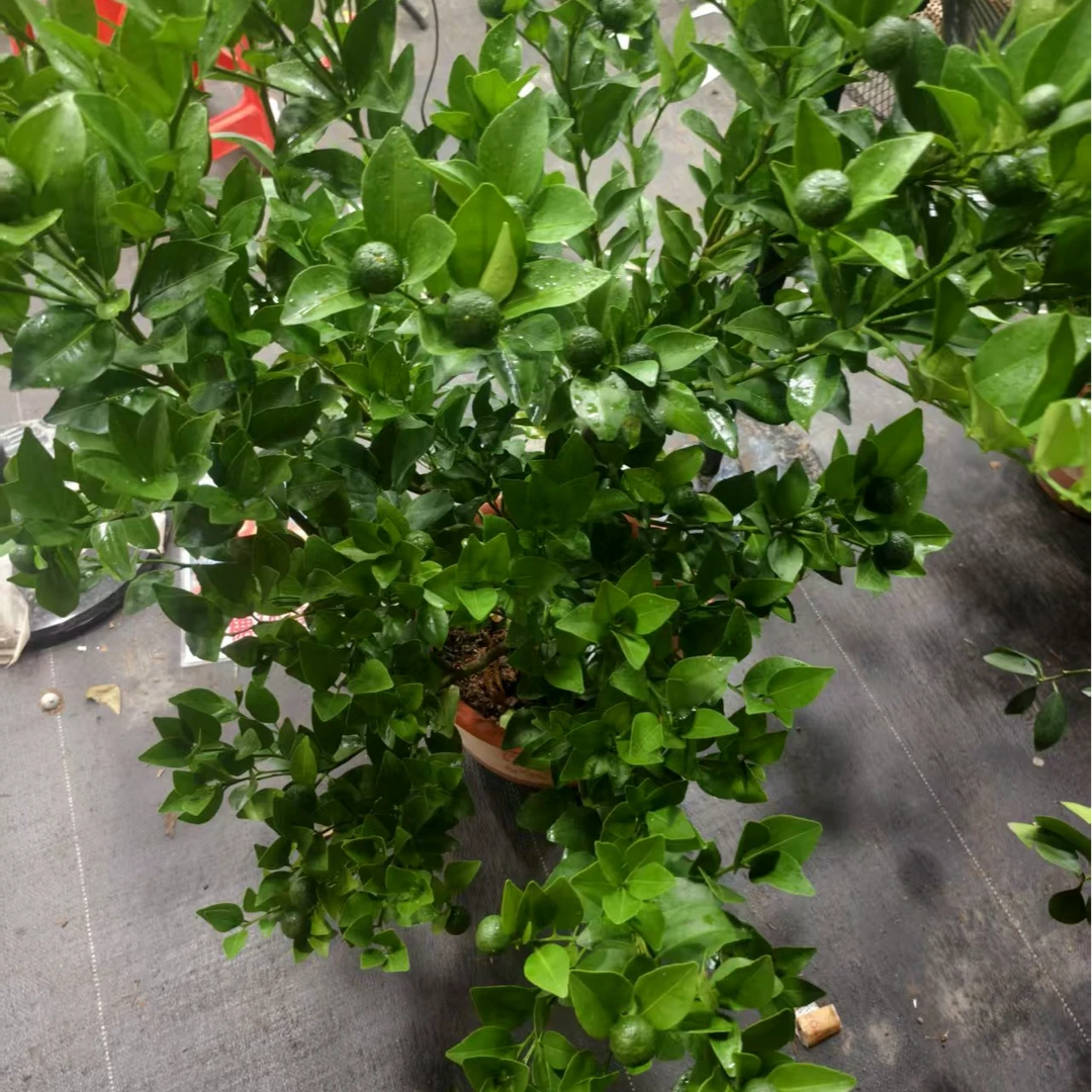 桔子树绿植盆栽一物一拍金桔树盆栽