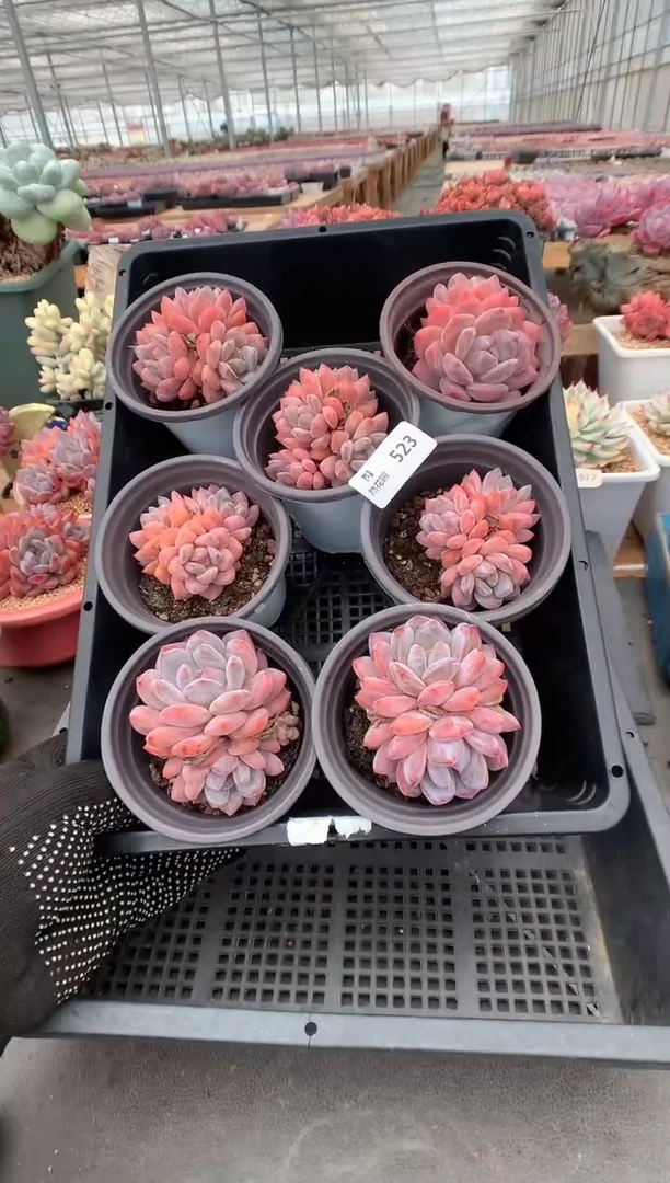 523七棵梦露多肉植物