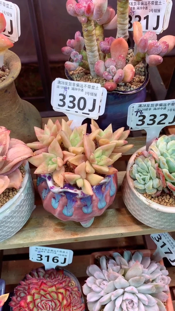 330J（一物一拍，精品多肉，所见即所得 ）