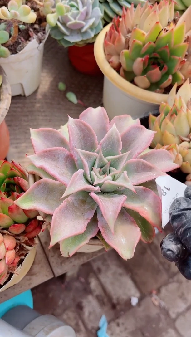 猫*植物一物一拍18153