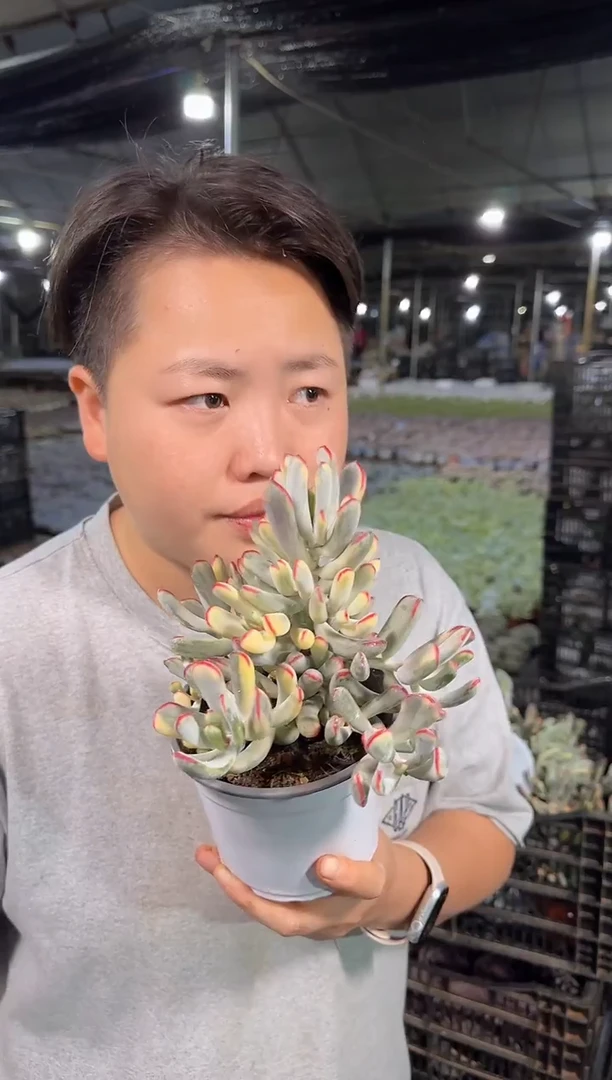 棒叶福娘锦带盆土 7.77