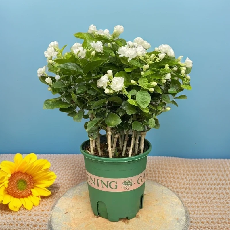 横县白色重瓣白茉莉清香种植植物白色好养活室内绿植茉莉花