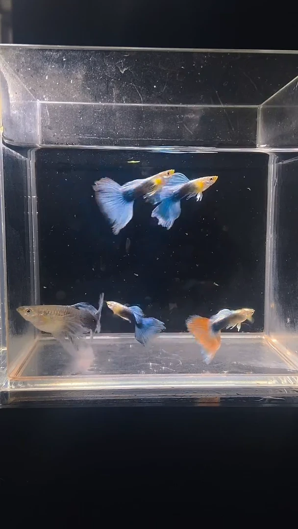 孔雀鱼蓝礼服绣球种鱼一对11