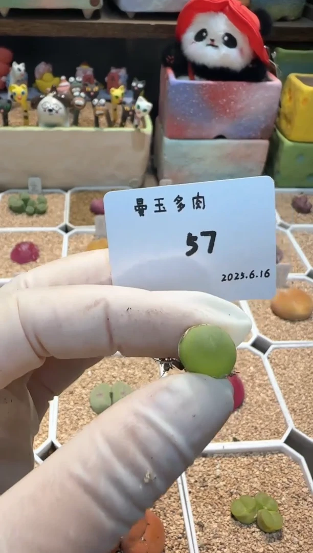 l****g25.6.16-57多肉多肉