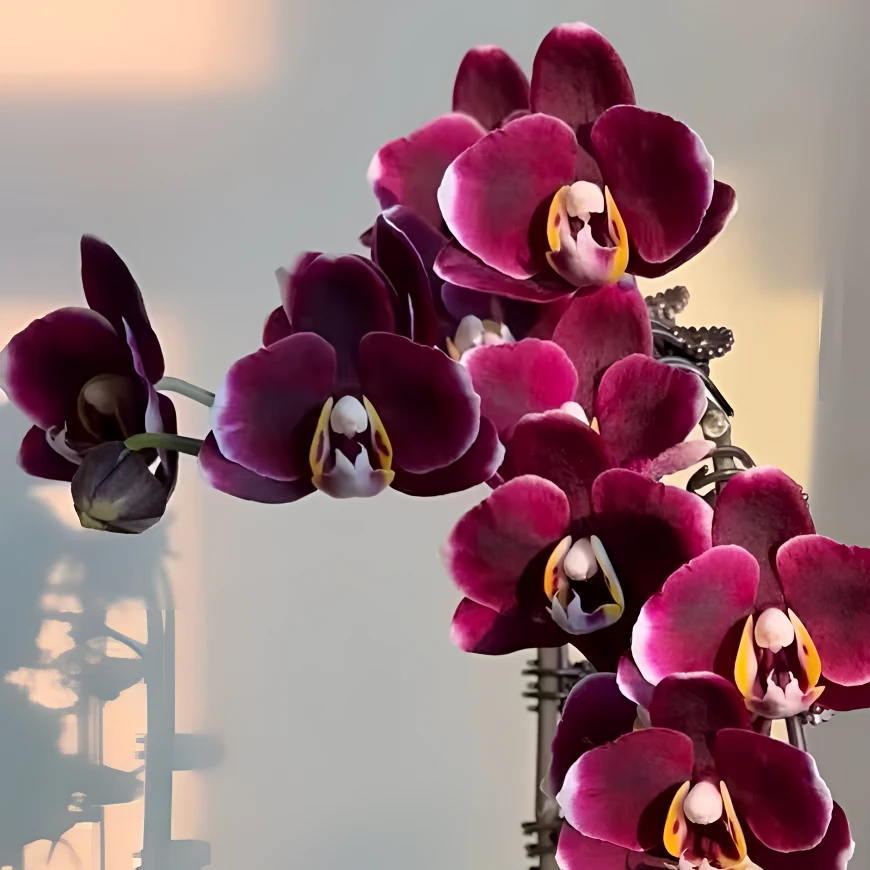 【巧克力】精品蝴蝶兰花室内阳台办公室高端花卉绿植盆栽年宵花