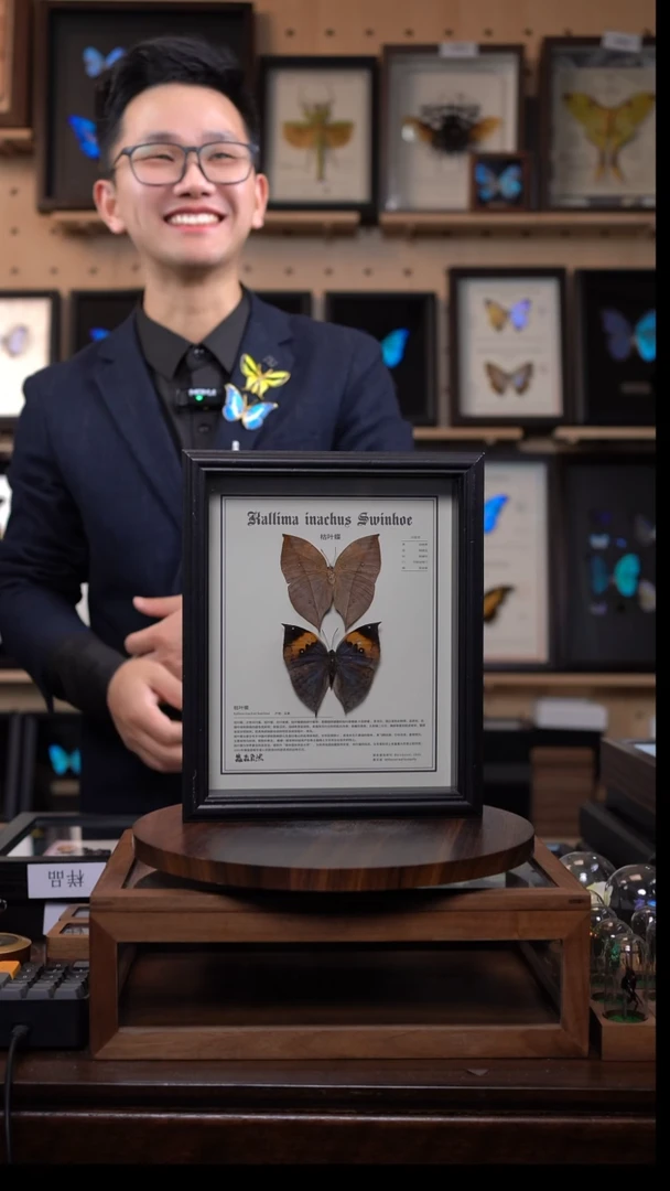 枯叶蝶正反两只中文版10寸欧式框