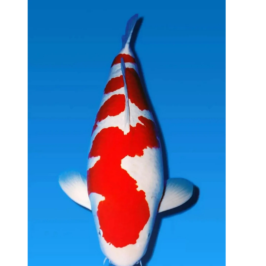 程锦观赏鱼红白三段四段随机精品品质（三尾）质白底无杂色25公分