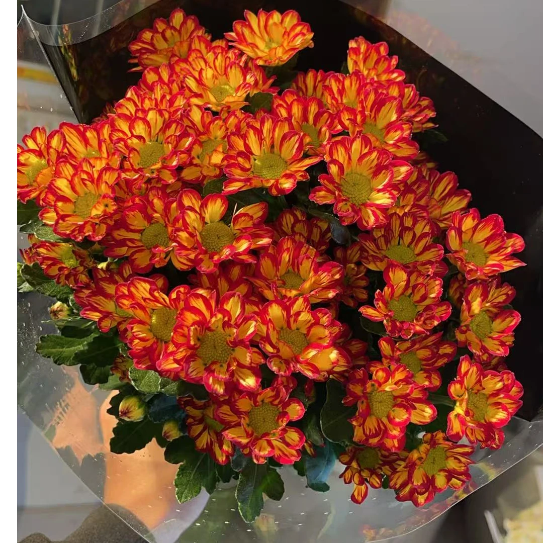 红罗马（稀有） 小雏菊鲜花全店任意N单一个运费