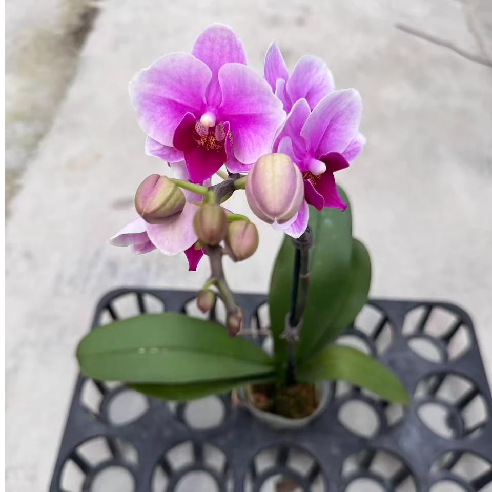 蝴蝶兰【宝贝单】鲜花盆栽室内观赏花花佛山基地直发好养易活
