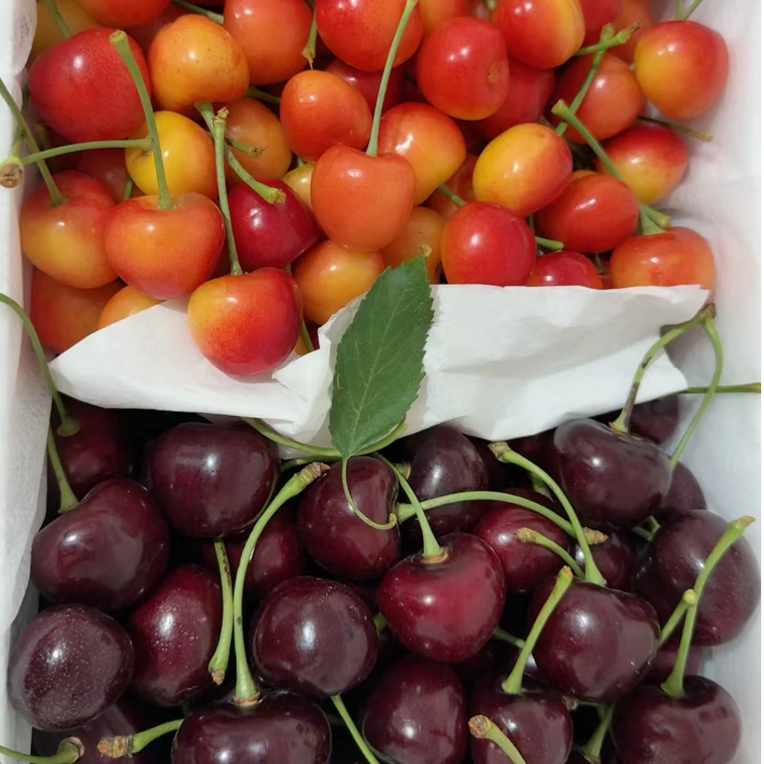 大连黄樱桃冰库双拼红手球脆甜口现摘新鲜多汁大顺丰包邮水果现货