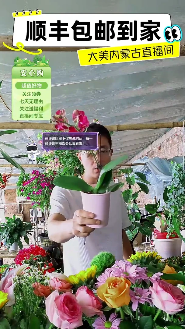 完全开放紫色蝴蝶兰
