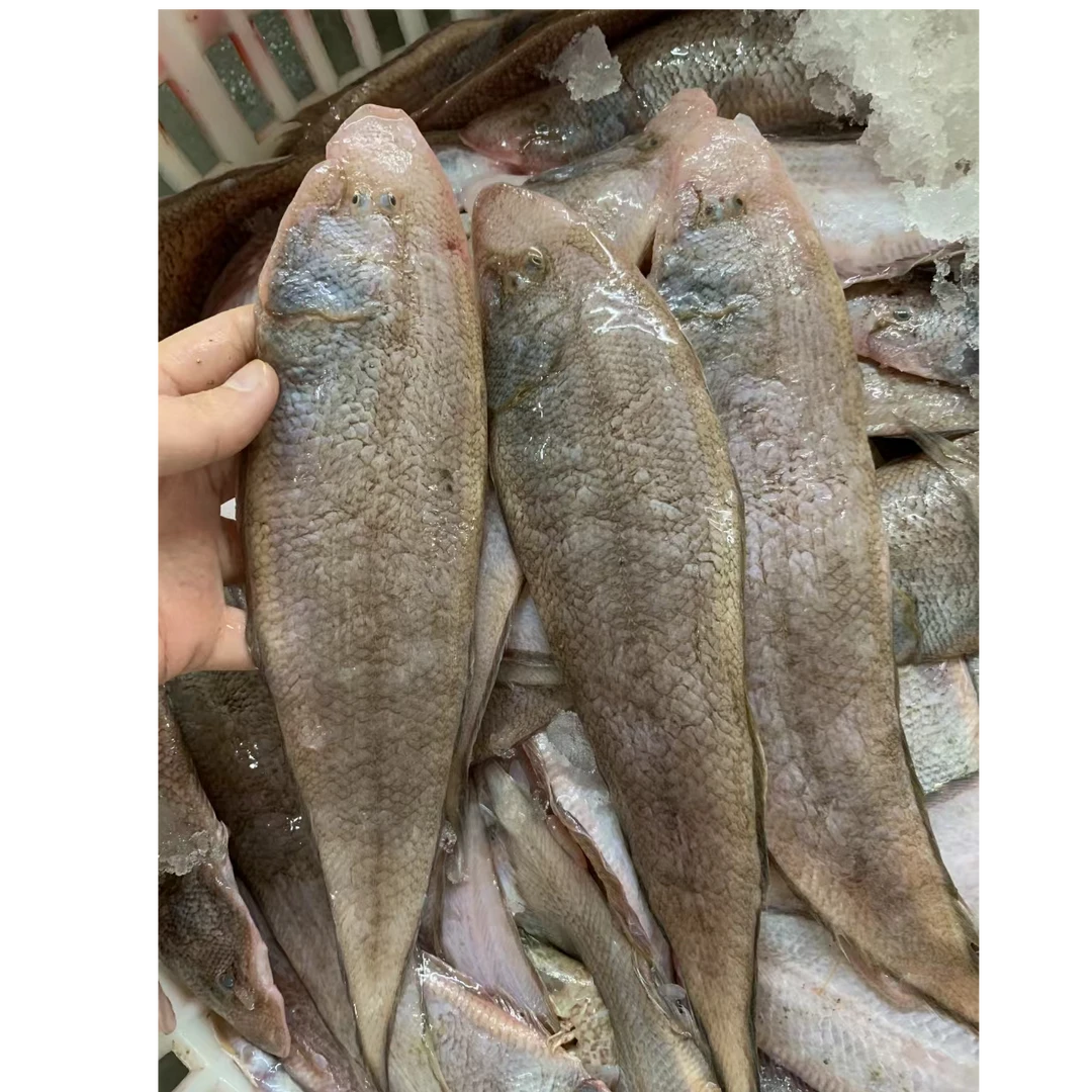 广东新鲜海鲜龙利鱼{1斤10-12条左右，到手4斤，不帮杀}