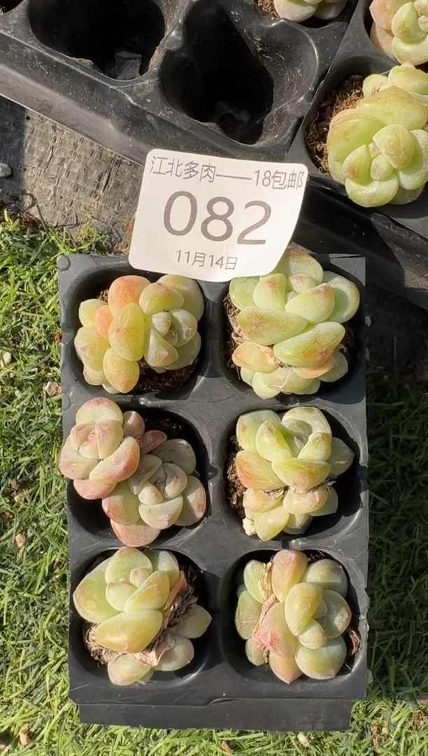 82号江北多肉-到手一筐
