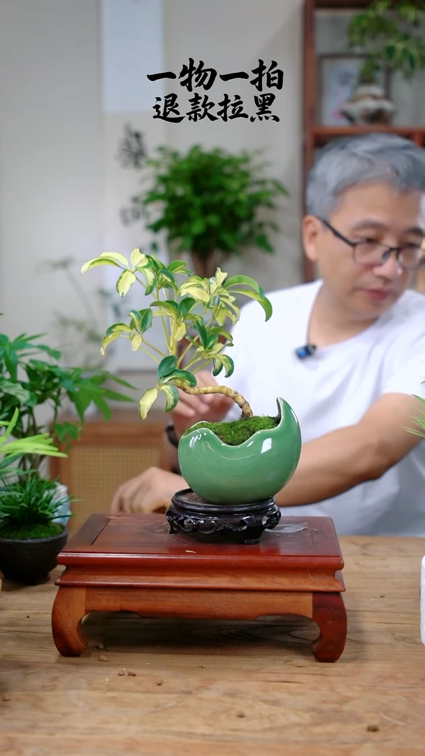 完全开放冰***冰鸭脚木442