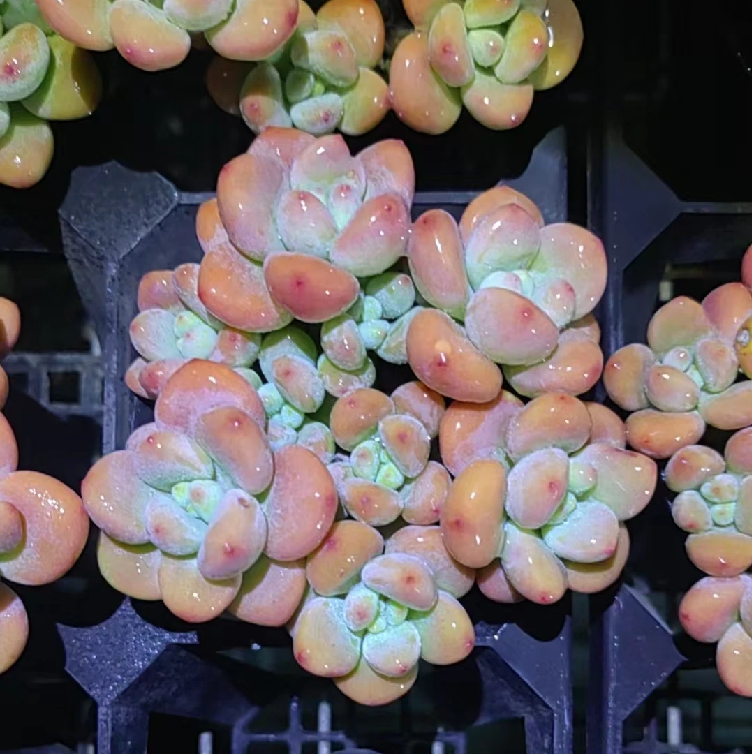 【新疆高品质多肉】精控红洛神/整桩/满状态/9厘米万象盆【一单包邮】