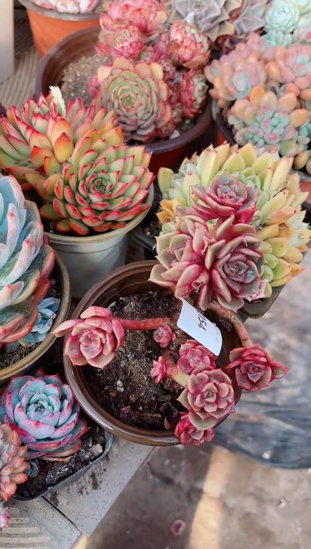 【闪购商品】22154