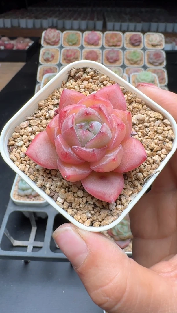 【闪购商品】728A物拍多肉带盆土6.5杯拍3颗包柚