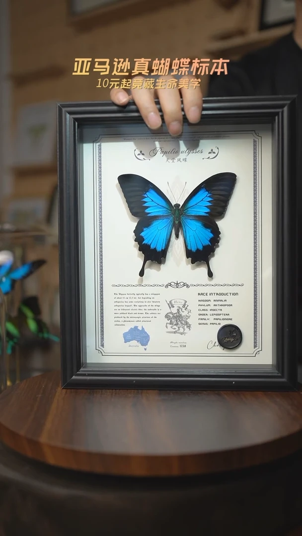 天堂凤蝶虫逢艺术款10寸曲边框