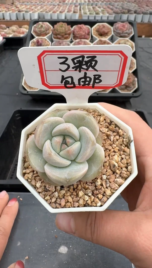 【闪购商品】665号 珍妮杂交多肉 花卉植物