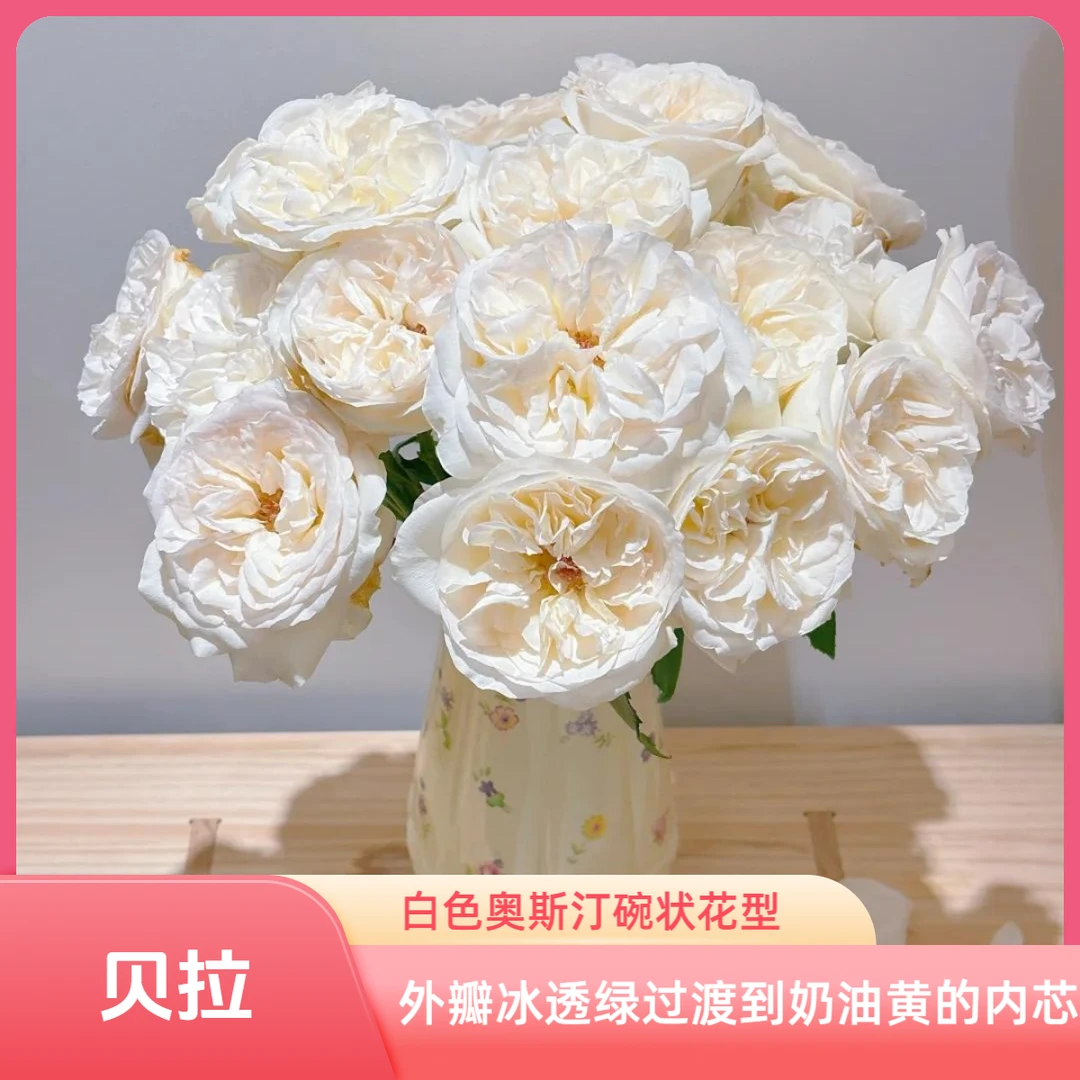 【专享·丽江】贝拉玫瑰10枝 云南鲜花任意花材两单顺丰空运