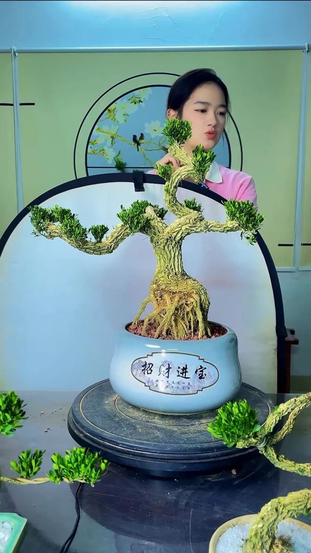 完全开放广东雀舌皱皮黄杨高端盆景