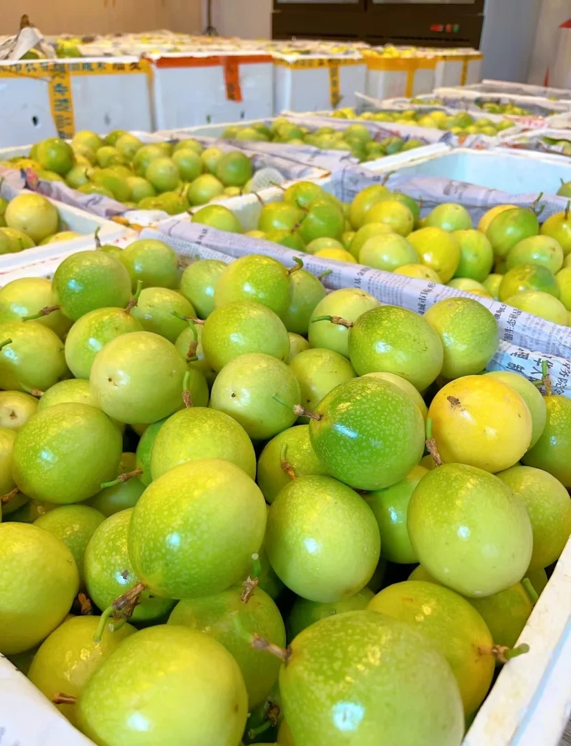 9号钦蜜百香果钦蜜9号黄金百香果新鲜采摘香甜百香果当季健康水果