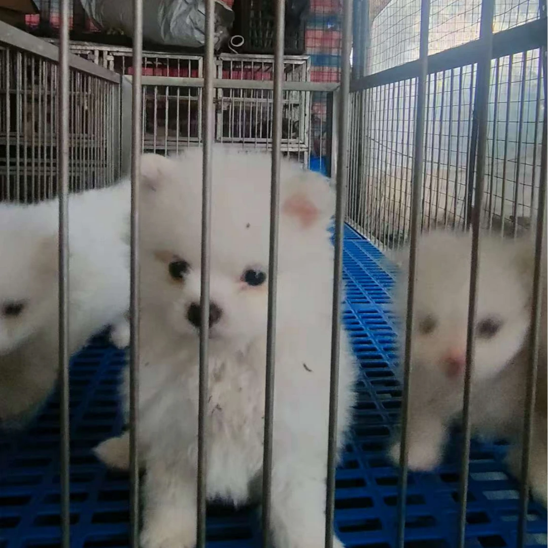 宠一家狗狗活体链接