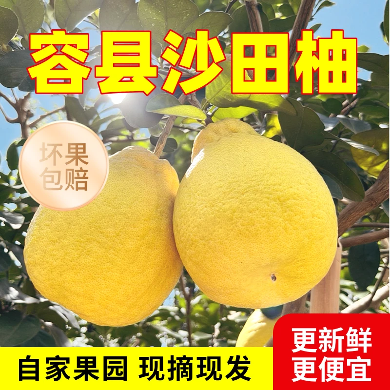 箱子装正宗广西容县沙田柚山顶老树  自家果园新鲜现摘  随机发货