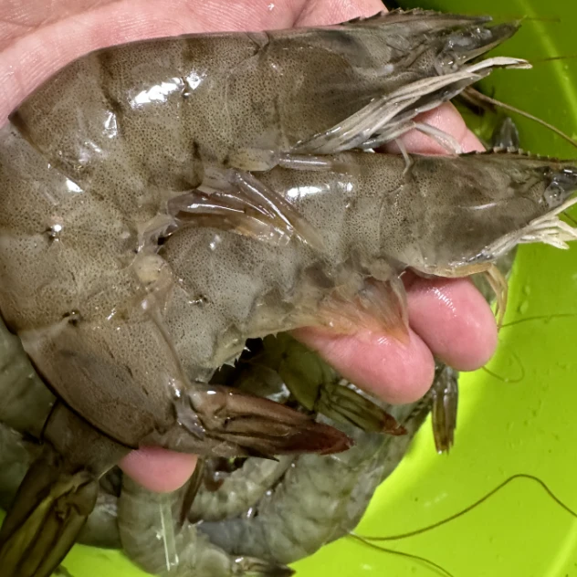 （5-11）大连复洲湾盐田虾新鲜速冻（顺丰包邮）