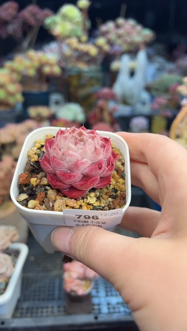 【闪购商品】796不带盆