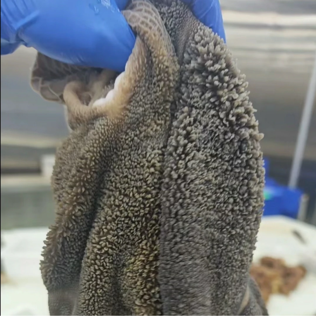 （子扬清真美食） 酱香熟羊肚 全熟羊肚 鲜香四溢 味美