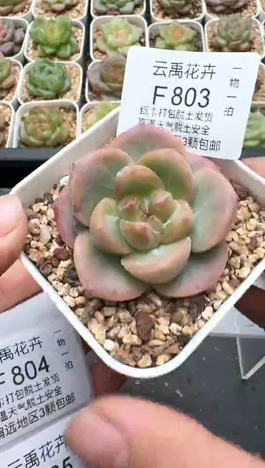 803F云禹多肉植物 默认脱土纸巾打包 3颗包邮