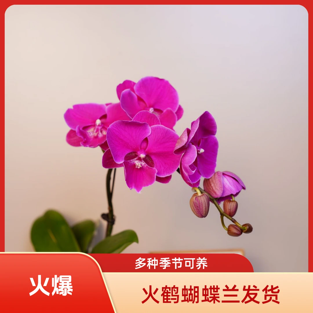 悠花里蝴蝶兰（火鹤）2.8寸全花开花珠发货